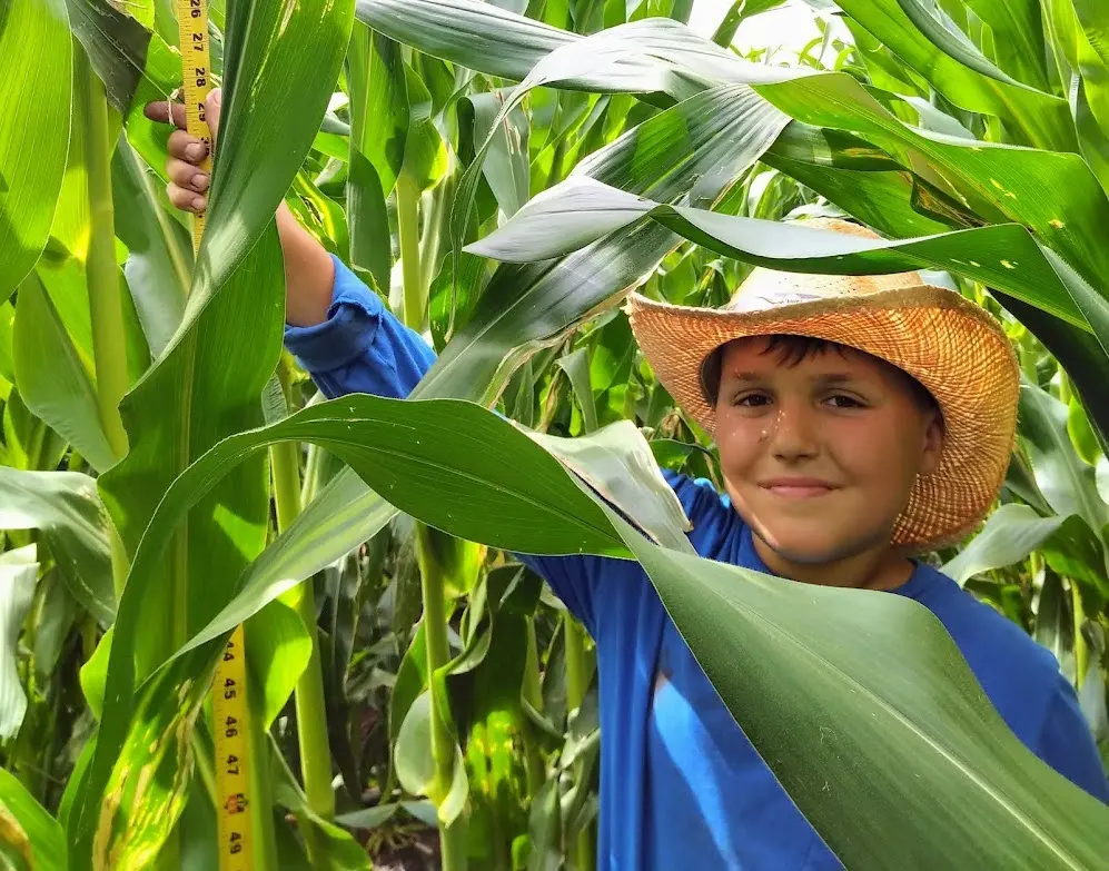 Little boy measuring corn stalks